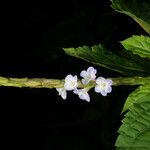 Stachytarpheta cayennensis Flor