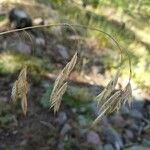 Bromus squarrosus Owoc