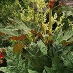 Rheum palmatum Blomst