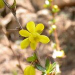 Berberis angulosa Habit