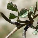 Medicago monspeliaca Leaf