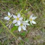 Sabatia angularis Flor