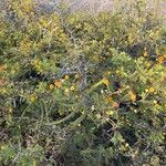 Acacia tortuosa Blomst