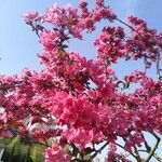 Malus × floribundaVirág