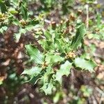 Quercus coccifera Hostoa