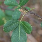 Searsia longipes Leaf