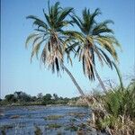 Phoenix reclinata Habit