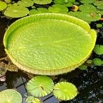 Victoria amazonica Foglia