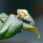 Viburnum carlesii Leaf