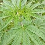 Cannabis sativaLeht