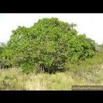 Ficus sur Hoja