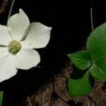 Cornus nuttallii 花