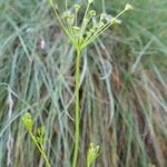 Seseli peucedanoides Otro
