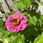 Zinnia elegansFlor