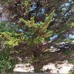 Cupressus macrocarpa 形态