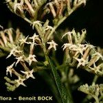 Ceballosia fruticosa Blüte