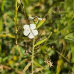 Priva adhaerens Flower