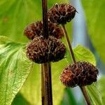 Phlomis russeliana Fruct