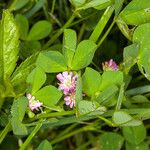 Trifolium resupinatum 葉