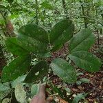 Garcinia epunctata Φύλλο