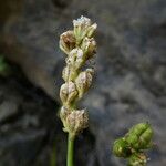 Tofieldia calyculata Frutto