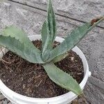 Agave asperrima Leaf