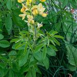 Thermopsis lanceolata Blatt