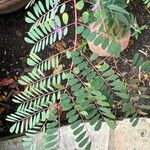 Caesalpinia pulcherrima পাতা