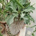 Pachypodium namaquanum ശീലം