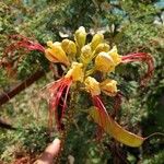 Caesalpinia gilliesii Flower