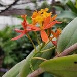 Epidendrum radicans Cvet