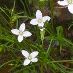 Moehringia muscosa 花