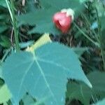 Callianthe picta Folha