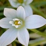 Ornithogalum umbellatumΛουλούδι