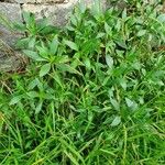 Centranthus angustifolius Habit