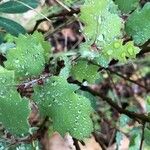 Quercus berberidifolia Ліст