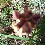 Orobanche foetida Fleur