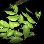 Eugenia coffeifolia 葉