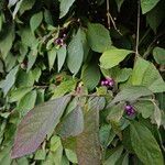 Callicarpa americana 形态