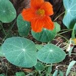 Tropaeolum majus花