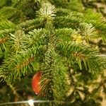 Abies nordmanniana ഇല