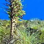 Puya alpestris Λουλούδι