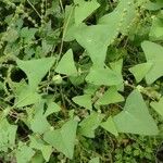 Persicaria perfoliata पत्ता