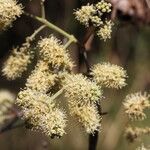 Combretum collinum Flower