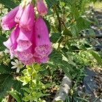 Digitalis thapsi Kwiat
