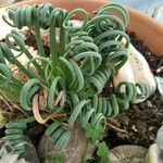 Albuca spiralis Folha