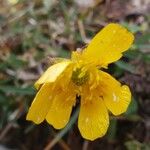 Ranunculus bulbosus Flor