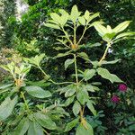 Rhododendron catawbiense List