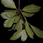Bourreria costaricensis 葉