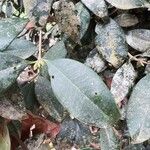 Syzygium smithii Leht